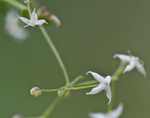 False baby's breath